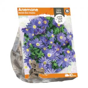 Baltus Anemone Blanda Blue Shades bloembollen per 10 stuks